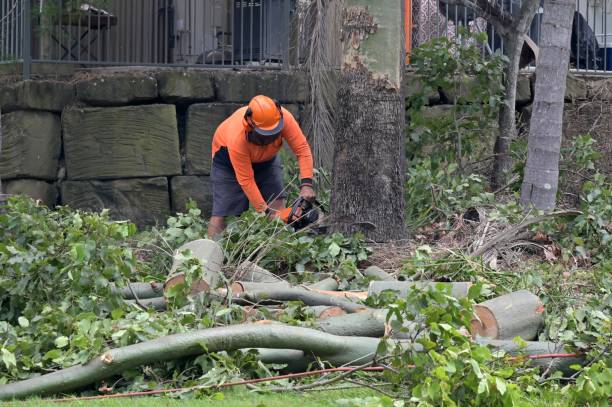 Trusted Wray, CO Tree Care  Experts